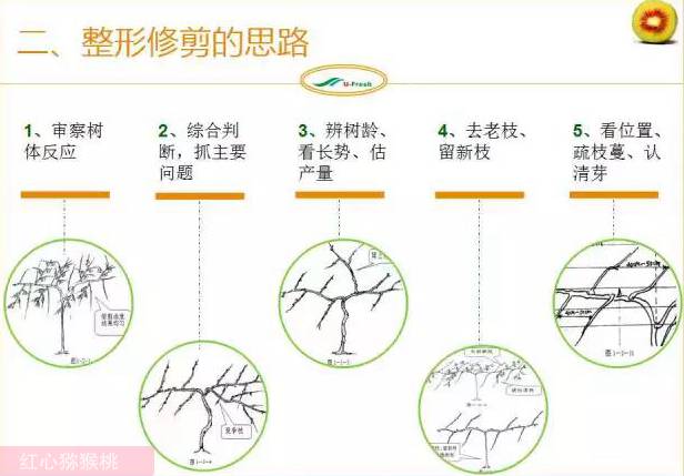 红心猕猴桃冬季整形修剪