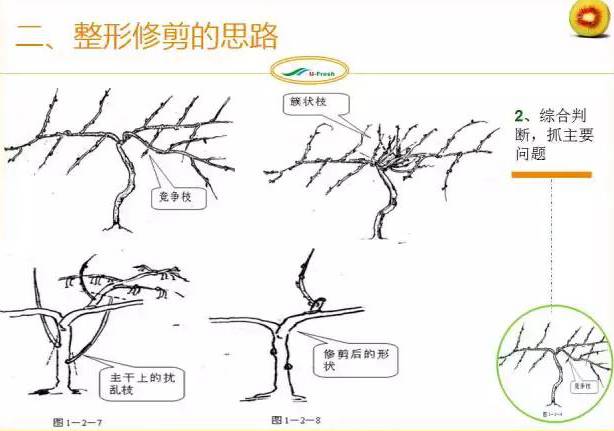 红心猕猴桃冬季整形修剪