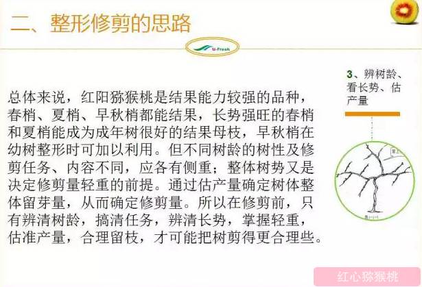 红心猕猴桃冬季整形修剪