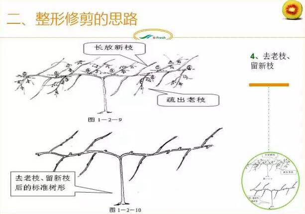 红心猕猴桃冬季整形修剪