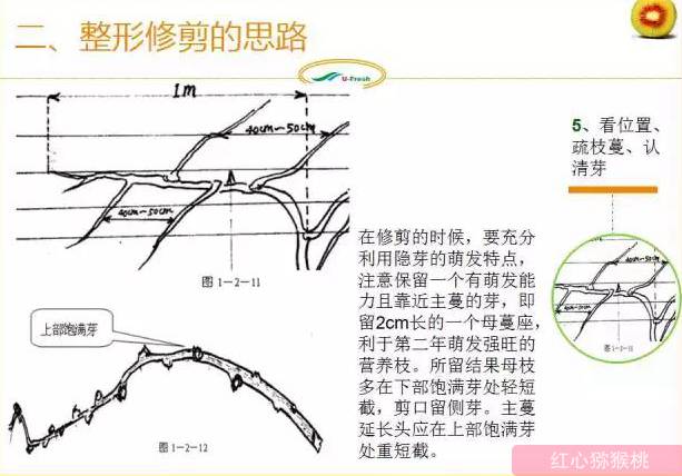 红心猕猴桃冬季整形修剪