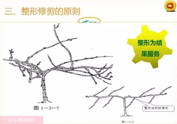 红心猕猴桃冬季整形修剪