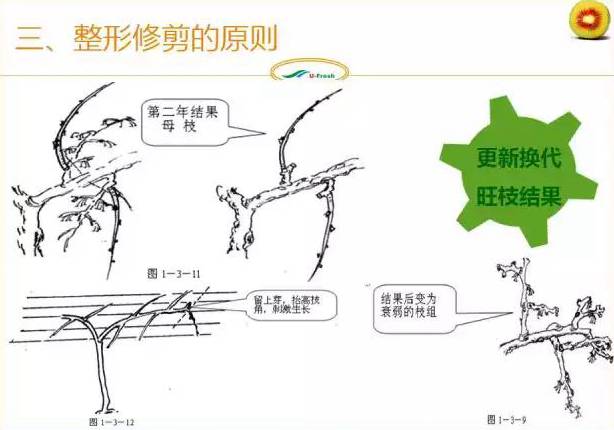 红心猕猴桃冬季整形修剪
