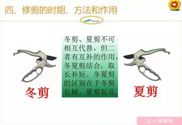红心猕猴桃冬季整形修剪