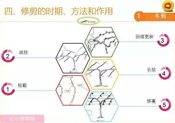 红心猕猴桃冬季整形修剪