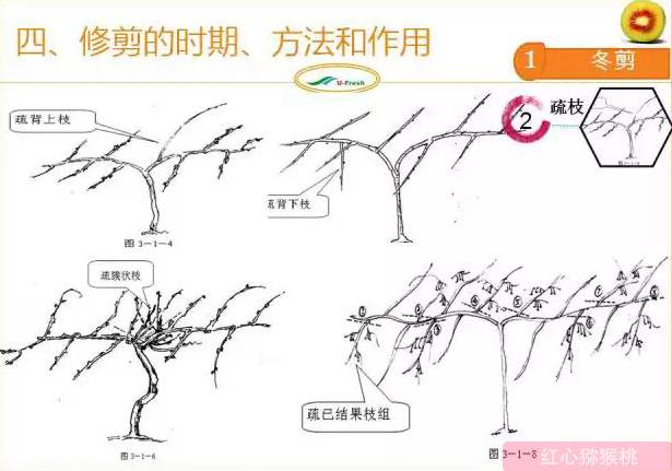 红心猕猴桃冬季整形修剪