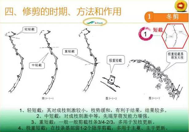 红心猕猴桃冬季整形修剪