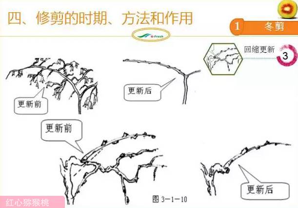 红心猕猴桃冬季整形修剪