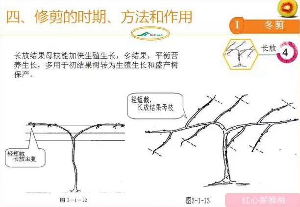 红心猕猴桃冬季整形修剪