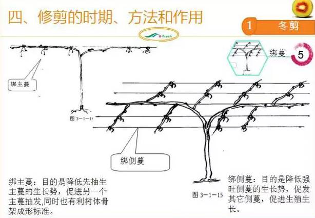 红心猕猴桃冬季整形修剪