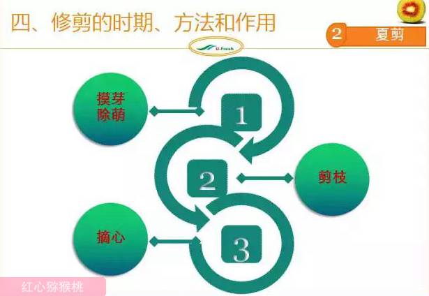 红心猕猴桃冬季整形修剪