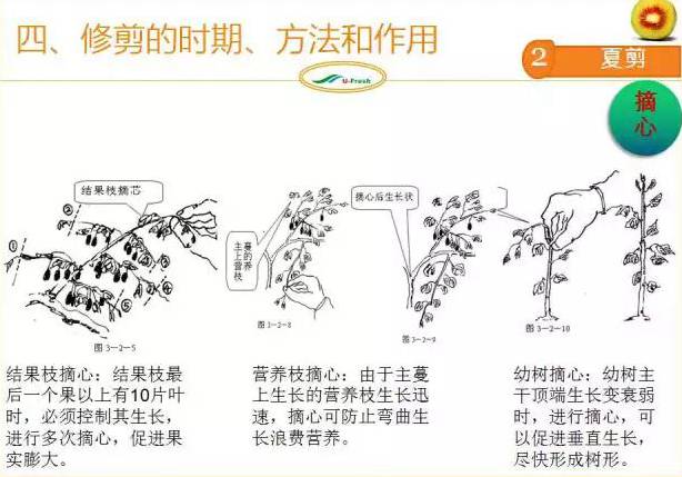 红心猕猴桃冬季整形修剪