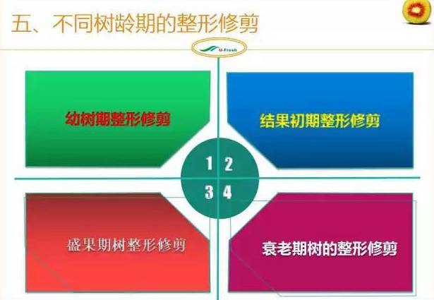 红心猕猴桃冬季整形修剪