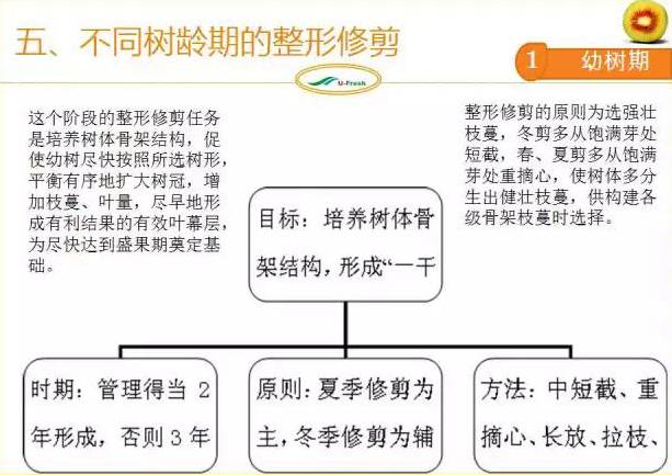 红心猕猴桃冬季整形修剪