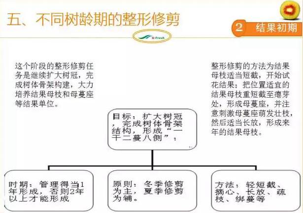红心猕猴桃冬季整形修剪
