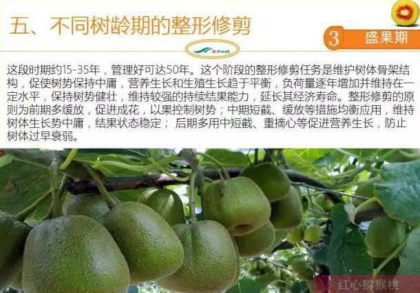红心猕猴桃冬季整形修剪