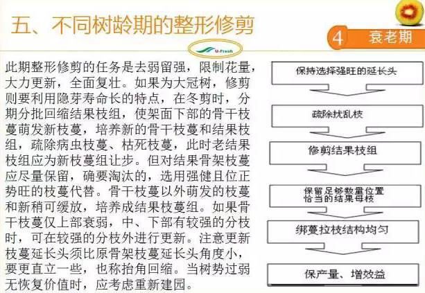 红心猕猴桃冬季整形修剪