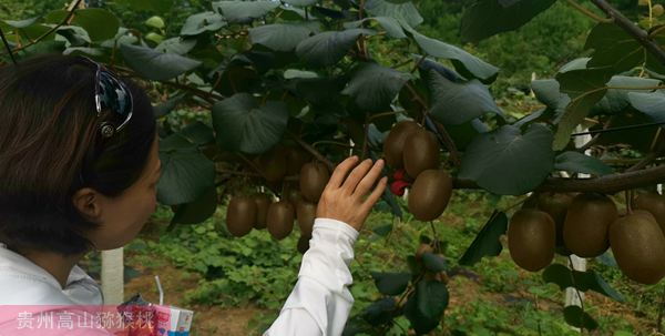 重庆猕猴桃适合什么地方种植